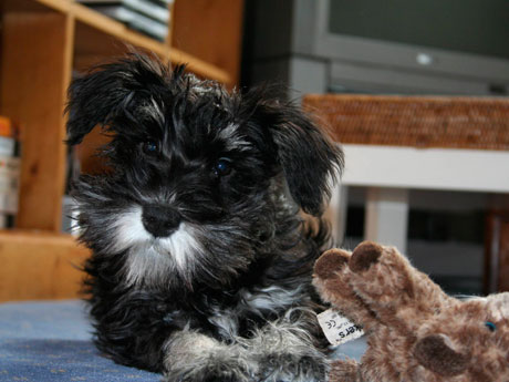 A dog photographed at the clinic
