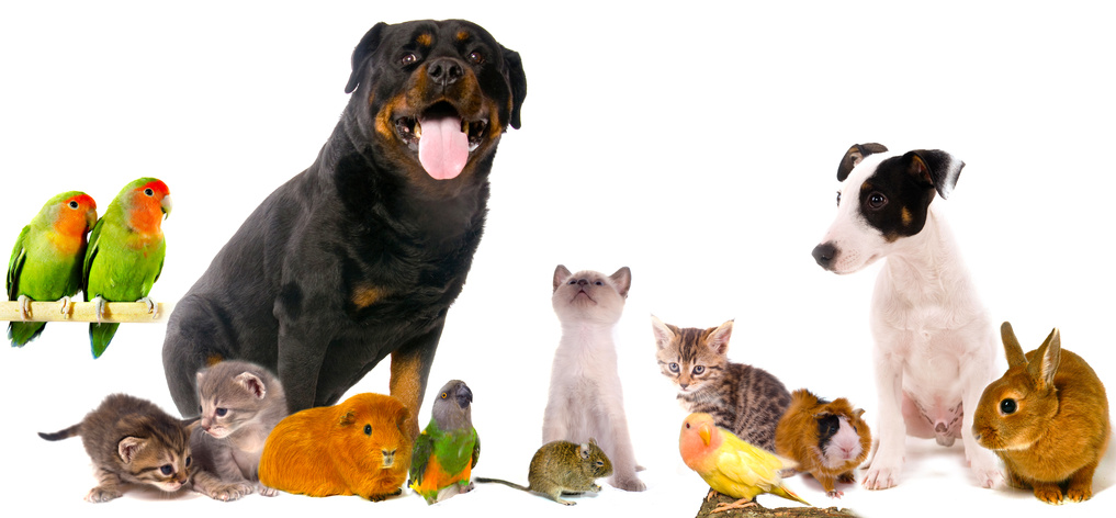 Companion animals cared for by the clinic